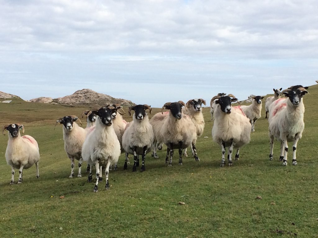 sheep on hillside in scotland