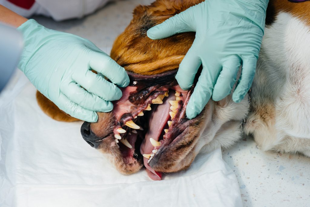 dog teeth vet veterinary practice
