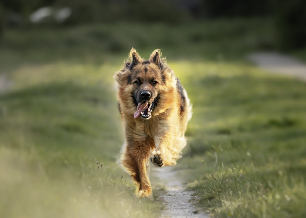 dog running outside scotland